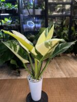 Philodendron Green Congo Albo Variegata #1 - obrazek 3