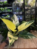 Philodendron Green Congo Albo Variegata #1