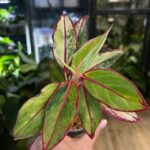 Aglaonema 'Siam Aurora Variegata' #1