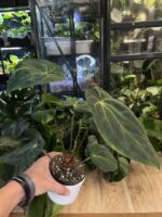 Anthurium besseae aff x (Zara x Michelle) #2 - obrazek 6
