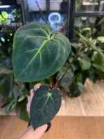 Anthurium besseae aff x (Zara x Michelle) #2 - obrazek 5