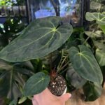 Anthurium besseae aff x (Zara x Michelle) #2