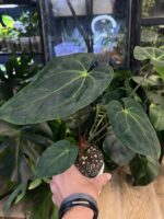 Anthurium besseae aff x (Zara x Michelle) #2