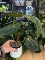 Anthurium besseae aff x (Zara x Michelle) #2 - obrazek 4