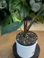 Anthurium besseae aff x (Zara x Michelle) #2 - obrazek 2
