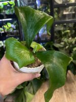 Platycerium alcicorne (Africa) #1 - obrazek 5