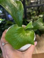 Platycerium alcicorne (Africa) #1 - obrazek 4
