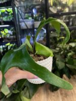 Platycerium alcicorne (Africa) #1 - obrazek 3