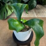 Platycerium alcicorne (Africa) #1