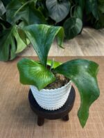 Platycerium alcicorne (Africa) #1