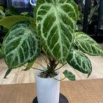 Anthurium Silver Blush mutation #1