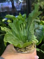 Platycerium wandae ‘Dwarf & Curling’ #1 - obrazek 5