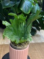 Platycerium wandae ‘Dwarf & Curling’ #1 - obrazek 4