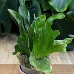 Platycerium wandae ‘Dwarf & Curling’ #1