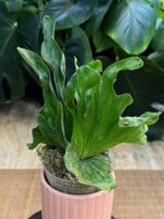 Platycerium wandae ‘Dwarf & Curling’ #1