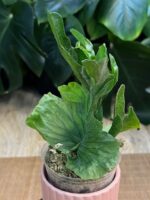 Platycerium wandae ‘Dwarf & Curling’ #1 - obrazek 2