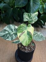 Monstera deliciosa Noid/ Thai Constellation #1 - obrazek 5