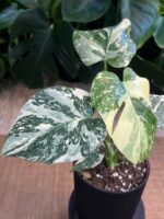 Monstera deliciosa Noid/ Thai Constellation #1 - obrazek 4