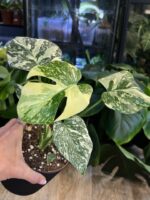 Monstera deliciosa Noid/ Thai Constellation #1 - obrazek 2