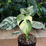 Monstera deliciosa Noid/ Thai Constellation #1