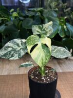 Monstera deliciosa Noid/ Thai Constellation #1