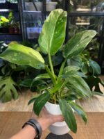 Philodendron 'Jose Buono' #1 - obrazek 2