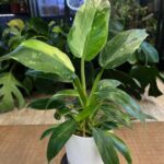 Philodendron 'Jose Buono' #1