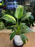 Philodendron 'Jose Buono' #1
