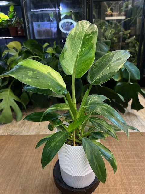 IMG_1314 Philodendron 'Jose Buono' #1 - obrazek 1