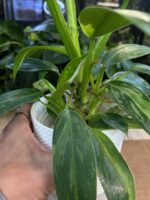 Philodendron 'Jose Buono' #1 - obrazek 3