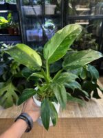 Philodendron 'Jose Buono' #1 - obrazek 4