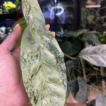 Hoya Coriacea Silver / sadzonka cięta 1w, 2l