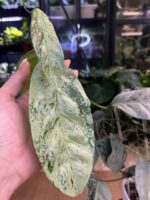 Hoya Coriacea Silver / sadzonka cięta 1w, 2l