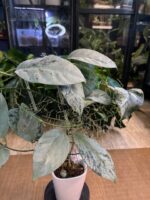 Hoya Coriacea Silver / sadzonka cięta 1w, 2l - obrazek 2