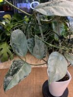Hoya Coriacea Silver / sadzonka cięta 1w, 2l - obrazek 3