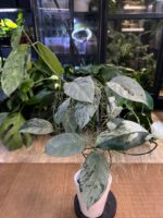 Hoya Coriacea Silver / sadzonka cięta 1w, 2l - obrazek 4