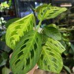 Maranta leuconeura Lemon Lime #1