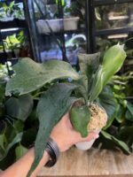 Platycerium ‘Pegasus’ #1 - obrazek 5
