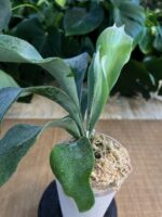 Platycerium ‘Pegasus’ #1 - obrazek 4