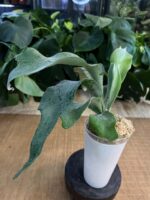 Platycerium ‘Pegasus’ #1