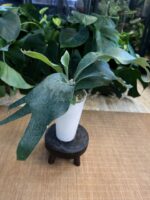 Platycerium ‘Pegasus’ #1 - obrazek 2