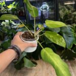 Philodendron Snowdrift #1