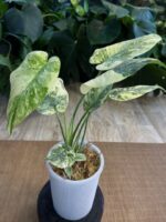 Monstera 'Legacy' #1 - obrazek 7