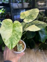 Monstera 'Legacy' #1
