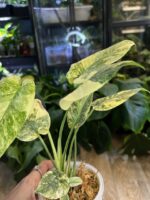 Monstera 'Legacy' #1 - obrazek 6