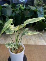 Monstera 'Legacy' #1 - obrazek 4