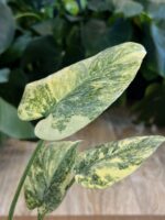 Monstera 'Legacy' #1 - obrazek 3