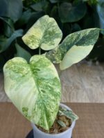 Monstera 'Legacy' #1 - obrazek 2