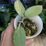Hoya Silver Dollar MB1405-AG (A) #1