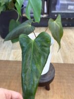 Anthurium blue Papillilaminum x Portillae #1 - obrazek 5